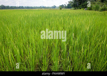 Ein afrikanischer Reis (Oryza glaberrima) Feld, Gbedin Dorf, Nimba County, Liberia Stockfoto