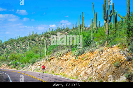 Ein entfernter einsame männliche Radfahrer fährt bergauf auf dem Mt. Lemmon Highway unter Saurago Kakteen in Coronado National Forest, Tucson, AZ Stockfoto