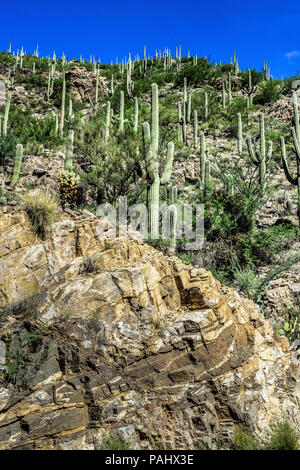 Eine Klippe voller Felsbrocken und sauagro Kakteen im Coronado National Forest, in der Nähe von Tucson, AZ, USA Stockfoto