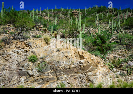 Eine Klippe voller Felsbrocken und sauagro Kakteen im Coronado National Forest, in der Nähe von Tucson, AZ, USA Stockfoto