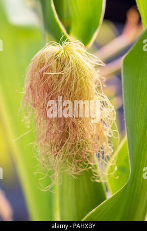 Eine fotografische Close-up von Mais Seide auf einer unreifen Werk von Mais. Auch als Mais bekannt. Stockfoto