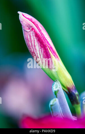 Ein Foto von einer schönen roten und weißen Amaryllis Knospe zur Blüte. Stockfoto