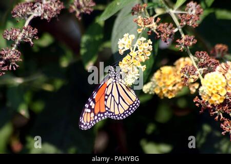 Monarch Butterfly liegt in Loveladies, Long Beach Island (LBI), New Jersey (NJ) Stockfoto