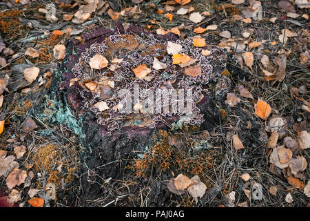 Den Stumpf eines alten Baumes mit Woody Pilze bedeckt, gefallen im Herbst Laub und Moos. Stockfoto