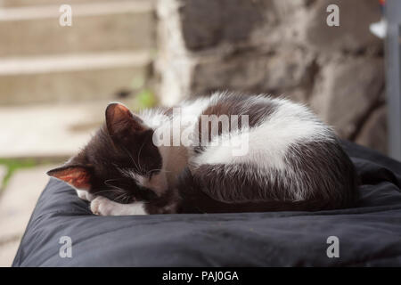 Katze schläft auf dem Stuhl im Freien Stockfoto