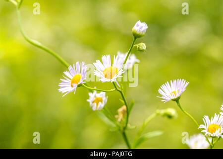 Nahaufnahme von schönen Blumen von der Familie Erigeron annuus oder Östliche Daisy Berufskraut, Weiß Top, Aster annuus. Stockfoto