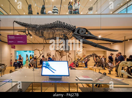 Muse - Wissenschaftsmuseum - Trient in Norditalien - Innenräume des berühmten interaktiven Museums für Naturwissenschaften von Trient entwarf Renzo Piano Stockfoto