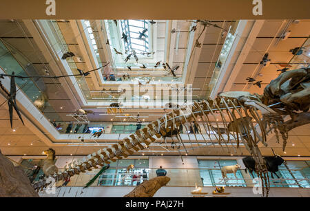 Muse - Wissenschaftsmuseum - Trient in Norditalien - Innenräume des berühmten interaktiven Museums für Naturwissenschaften von Trient entwarf Renzo Piano Stockfoto