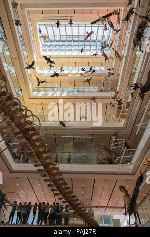 Muse - Wissenschaftsmuseum - Trient in Norditalien - Innenräume des berühmten interaktiven Museums für Naturwissenschaften von Trient entwarf Renzo Piano Stockfoto