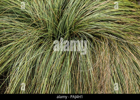 Carex Frosted Locken. Stockfoto