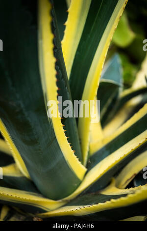 Eine Detailansicht des Randes der Agave americana Napi Anlage. Stockfoto