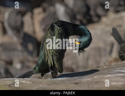 Europäische shag, Phalacrocorax Aristotelis, Putzen, Farne Islands, Großbritannien Stockfoto