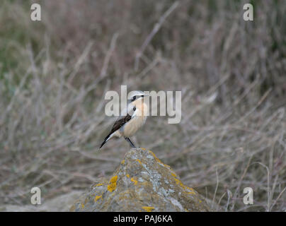 Steinschmätzer, Oenanthe oenanthe, männlich, stand auf Flechten bedeckte Felsen an der Küste in Northumberland, Großbritannien Stockfoto