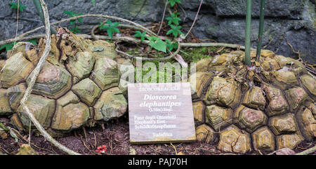 Dioscorea elephantipes, auch "Elephant Foot bekannt. Diese Pflanze ist eine ungewöhnliche Pflanze, die in Südafrika gefunden werden kann. Stockfoto