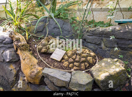 Dioscorea elephantipes, auch "Elephant Foot bekannt. Diese Pflanze ist eine ungewöhnliche Pflanze, die in Südafrika gefunden werden kann. Stockfoto