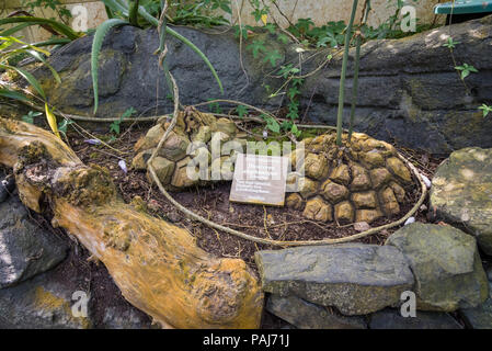 Dioscorea elephantipes, auch "Elephant Foot bekannt. Diese Pflanze ist eine ungewöhnliche Pflanze, die in Südafrika gefunden werden kann. Stockfoto