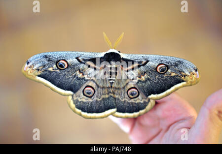 Nacht peacock Eye giant Butterfly. Nahaufnahme auf grauem Hintergrund Stockfoto