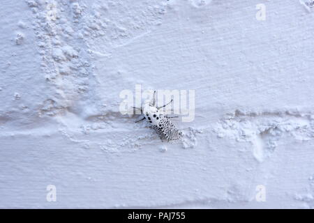 Leopard Moth, Zeuzera pyrina, auf einer weißen Wand. Stockfoto