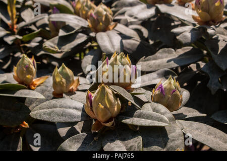 Grüne Knospe öffnet im Frühjahr die Blumen des Rhododendron Anlage zu zeigen Stockfoto