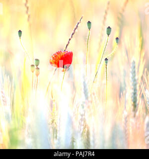 Mohn-Blumen Stockfoto
