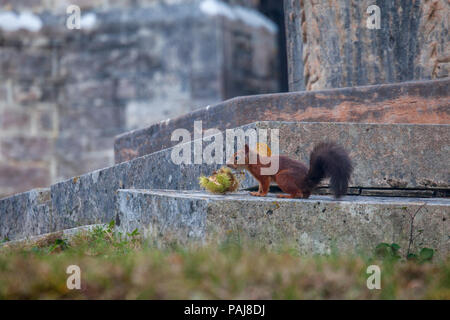 Ein rotes Eichhörnchen auf Brownsea Island, Dorset, England Stockfoto