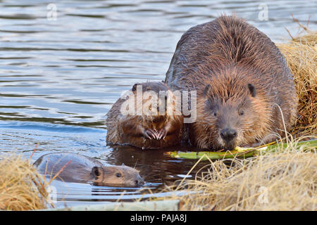 Eine Mutter mit ihren beiden Kits Biber (Castor Canadensis); Futter und Fütterung am Ufer des Maxwell See in Hinton Alberta Kanada Stockfoto
