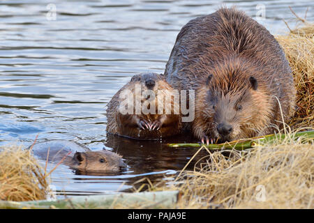 Eine Mutter mit ihren beiden Kits Biber (Castor Canadensis); Futter und Fütterung am Ufer des Maxwell See in Hinton Alberta Kanada Stockfoto