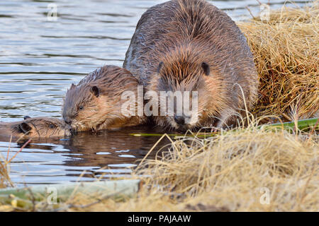 Eine Mutter mit ihren beiden Kits Biber (Castor Canadensis); Futter und Fütterung am Ufer des Maxwell See in Hinton Alberta Kanada Stockfoto