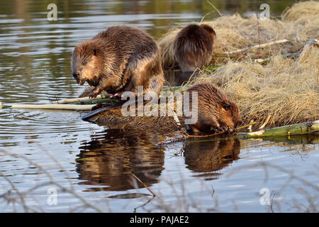 Eine Mutter mit ihren beiden Kits Biber (Castor Canadensis); Futter und Fütterung am Ufer des Maxwell See in Hinton Alberta Kanada Stockfoto