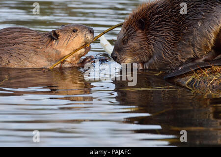 Eine junge Biber (Castor Canadensis); seine Mutter ein leckeres Zweig, dass es vom Stapel für einen Snack gezogen hat Stockfoto