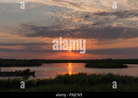 Sommer Sonnenuntergang im Wasser spiegelt in Kent's Wildlife Trust Oare Sümpfe in der Nähe von Faversham auf dem swale Estuary, Kent, Großbritannien. Stockfoto