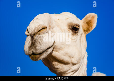 Ein dromedar Kamel in der kamelmarkt in der Nähe von Riad, Saudi-Arabien Stockfoto