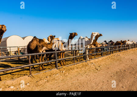 Dromedar Kamele in der kamelmarkt in der Nähe von Riad, Saudi-Arabien Stockfoto