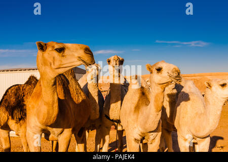 Dromedar Kamele in der kamelmarkt in der Nähe von Riad, Saudi-Arabien Stockfoto