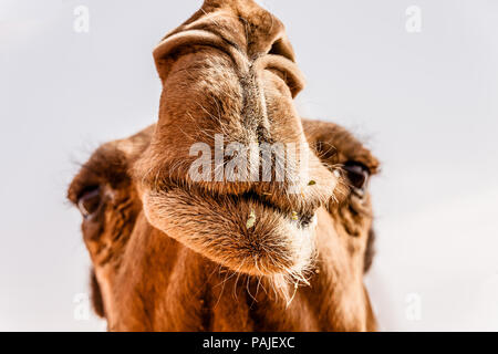 Ein Porträt von einem Dromedar Kamel in der kamelmarkt in der Nähe von Riad, Saudi-Arabien Stockfoto