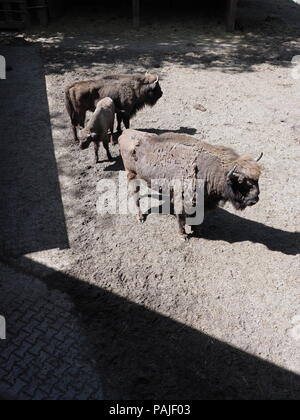 Familie von drei wilden Wisente stehen auf sandigen Boden im Gehäuse bei der Stadt Pszczyna in Polen im Jahr 2018, warmen, sonnigen Frühlingstag im Mai - Vertikal. Stockfoto