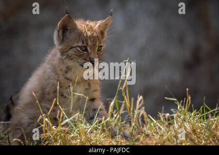 Verspieltes baby Lynx auf der Pirsch Stockfoto