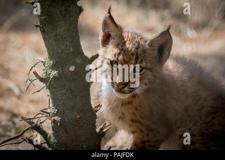 Verspieltes baby Lynx auf der Pirsch Stockfoto