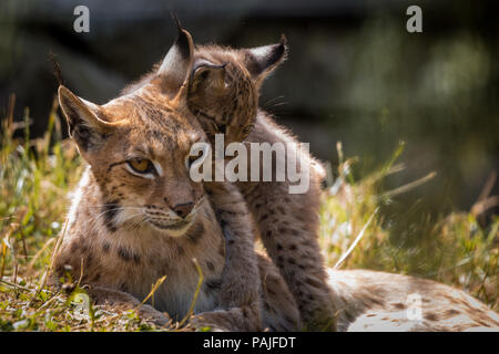 Verspieltes baby Lynx auf der Pirsch Stockfoto