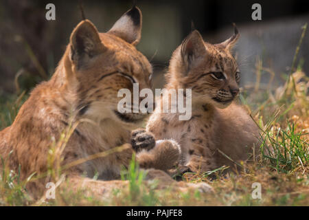 Verspieltes baby Lynx auf der Pirsch Stockfoto