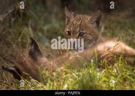 Verspieltes baby Lynx auf der Pirsch Stockfoto