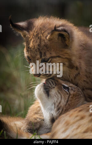 Verspieltes baby Lynx auf der Pirsch Stockfoto