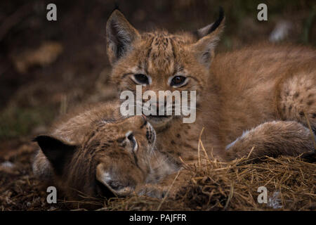 Verspieltes baby Lynx auf der Pirsch Stockfoto