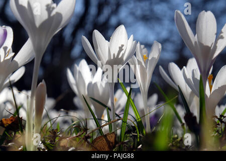 Wiese voller Krokusse im Frühling Stockfoto