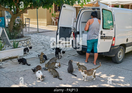 Morgen fische Lieferung Restaurant in Assos mit hoffnungsvollen Katzen. Kefalonia, Ionische Inseln, Griechenland. Stockfoto