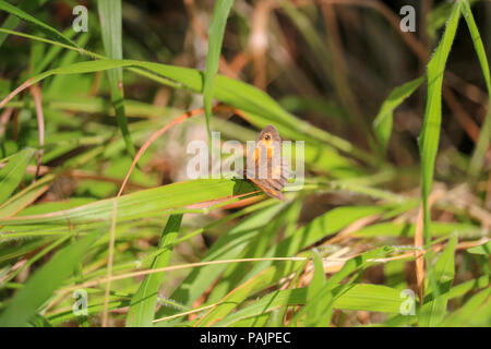 Ein Gatekeeper Butterfly aalt sich in der Sonne mit seine Flügel auf ein Blatt des langen Gras öffnen. Stockfoto