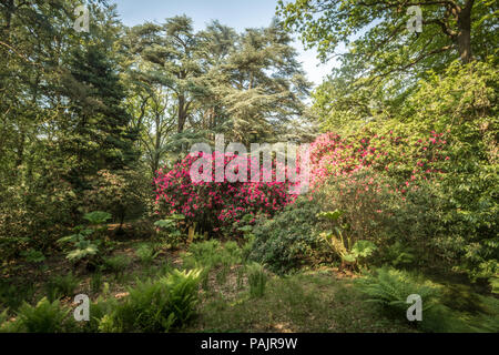 Gertrude Jekyll Garten Stockfoto