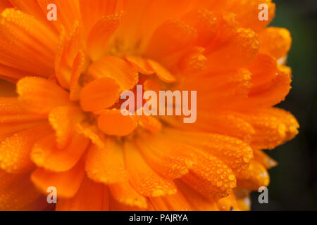 Orange Blüte der Ringelblume mit Tautropfen extreme Nahaufnahme Stockfoto