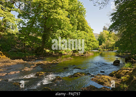 Fluss Brithay im Frühling Clappersgate in der Nähe des Ambleside Lake District National Park Cumbria England Großbritannien GB Großbritannien Stockfoto