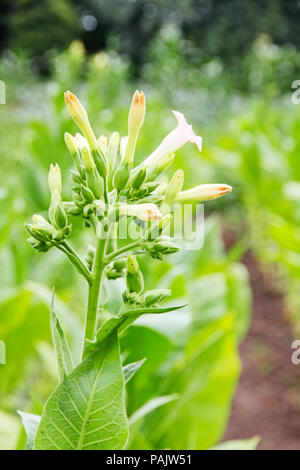 Blosoms Tabak genommen Nahaufnahme. Stockfoto